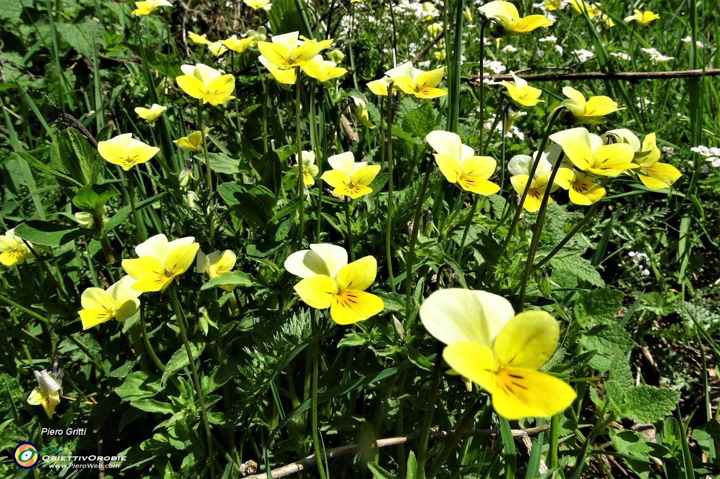 13 Viola tricolor.JPG